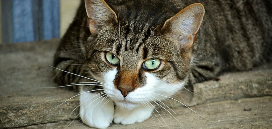 braun getigerte, liegende Katze mit weißen Pfoten und Nase, grüne Augen